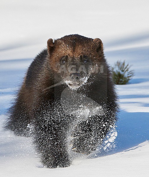 Wolverine (Gulo Gulo) in winter taiga forest at Kajaani in Finland. stock-image by Agami/Markus Varesvuo,