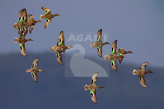 Eurasian Teal (Anas crecca) in Italy. stock-image by Agami/Daniele Occhiato,