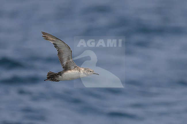 Balearic shearwater (Puffinus mauretanicus) resting on the water, with the sea as background. stock-image by Agami/Sylvain Reyt,