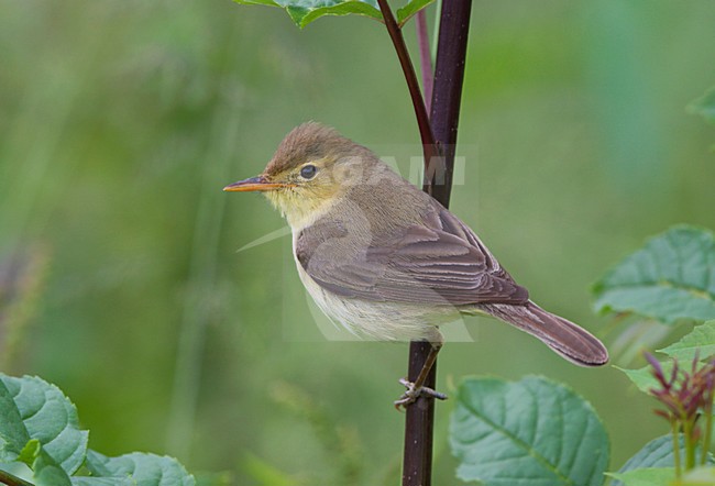 Orpheusspotvogel zittend op tak; Melodious Warbler perched on twig stock-image by Agami/Ran Schols,