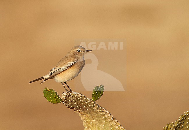 Female Desert Wheatear (Oenanthe deserti) during autumn migration in Egypt stock-image by Agami/Edwin Winkel,