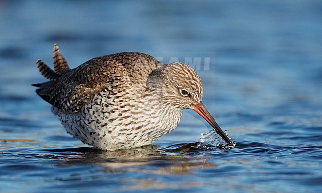 Volwassen Tureluur wadend; Adult Common Redshank wading stock-image by Agami/Markus Varesvuo,