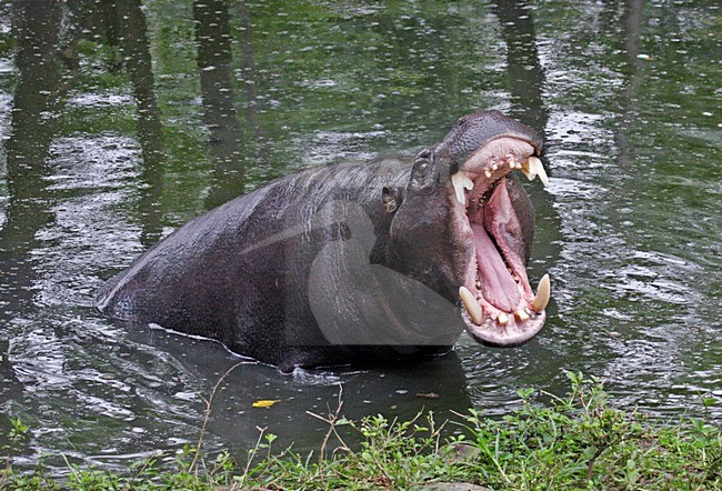 Dwergnijlpaard, Pygmy Hippopotamus stock-image by Agami/Pete Morris,