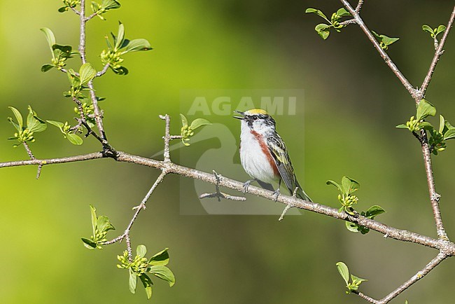 Chestnut-sided Warbler (Dendroica pensylvanica) perched on a branch in Ontario, Canada. stock-image by Agami/Glenn Bartley,