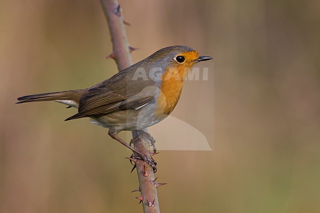 Roodborst; European Robin stock-image by Agami/Daniele Occhiato,