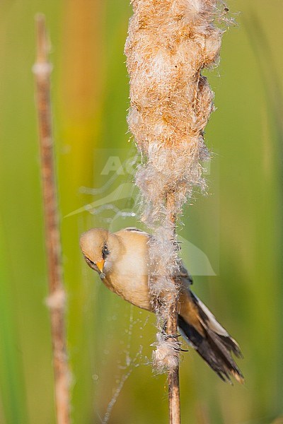 Juvenile Bearded Reedling (Panurus biarmicus) in reed bed on nature reserve Lentevreugd near Katwijk in the Netherlands. stock-image by Agami/Menno van Duijn,