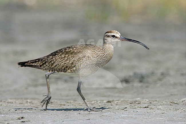 Adult
Galveston Co., TX
June 2005 stock-image by Agami/Brian E Small,