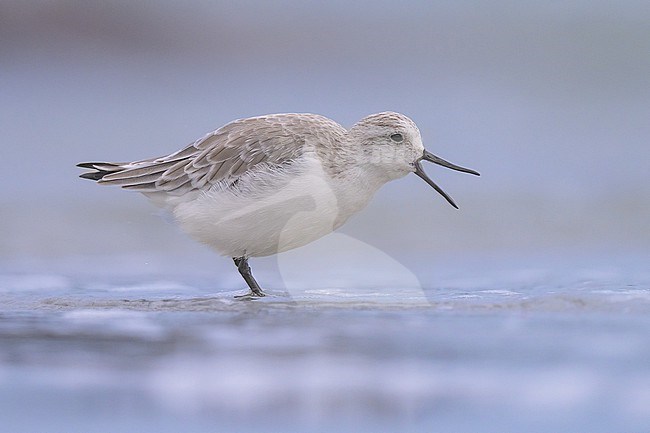 Sanderling (Calidris alba) standing on the beach, opening its bill, with the sand and the water as background. stock-image by Agami/Sylvain Reyt,