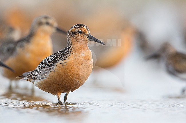 Red Knot (Calidris canutus), Germany, adult, breeding plumage stock-image by Agami/Ralph Martin,