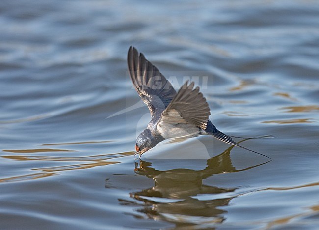 Boerenzwaluw drinkend in de vlucht; Barn Swallow drinking in flight stock-image by Agami/Jari Peltomäki,