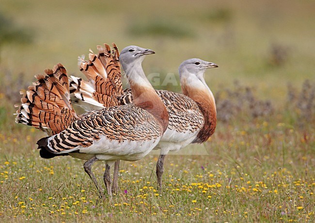 Mannetjes van de Grote trap; Male Great Bustards stock-image by Agami/Markus Varesvuo,