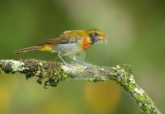 A male Guira Tanager (Hemithraupis guira guirina) (subspecies) perched on a branch Manizales, Colombia, South-America. stock-image by Agami/Steve Sánchez,