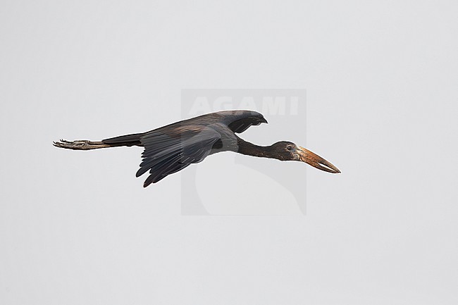 African openbill (Anastomus lamelligerus) in flight, found at Lake Albert in Uganda stock-image by Agami/Mathias Putze,
