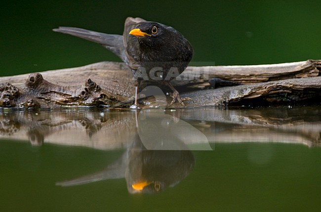 Merel bij drinkplaats; Common Blackbird at drinking site stock-image by Agami/Marc Guyt,