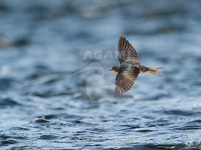 young first year Barn Swallow (Hirundo rustica) flying, migrating, foraging low over water of River Maas showing upperside stock-image by Agami/Ran Schols,