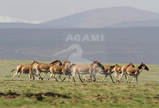 Group of Kiang (Equus kiang) running on the Tibetan plateau. The largest of the wild asses and it inhabits montane and alpine grasslands stock-image by Agami/James Eaton,