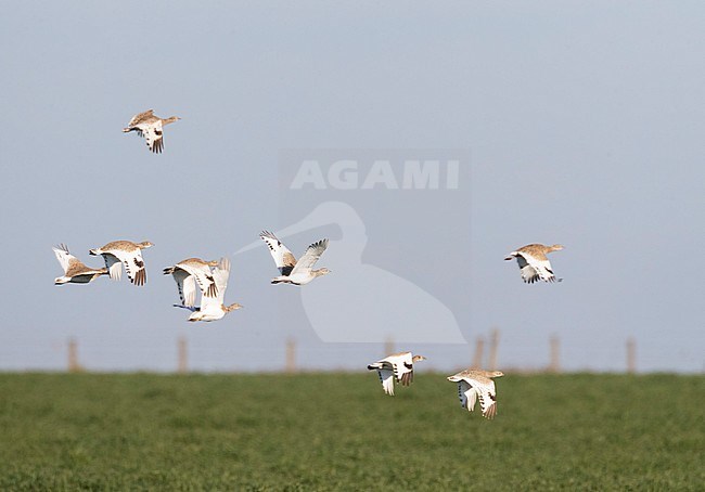 Flock of Little Bustards (Tetrax tetrax) wintering in Extremadura, Spain. A species of open grassland and undisturbed cultivation, with vegetation tall enough for sufficent cover. stock-image by Agami/Marc Guyt,