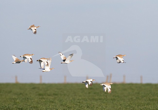 Flock of Little Bustards (Tetrax tetrax) wintering in Extremadura, Spain. A species of open grassland and undisturbed cultivation, with vegetation tall enough for sufficent cover. stock-image by Agami/Marc Guyt,