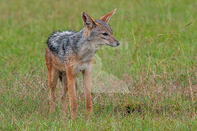 Portrait of a black-backed jackal, Canis mesomelas. Masai Mara National Reserve, Kenya. stock-image by Agami/Sergio Pitamitz,