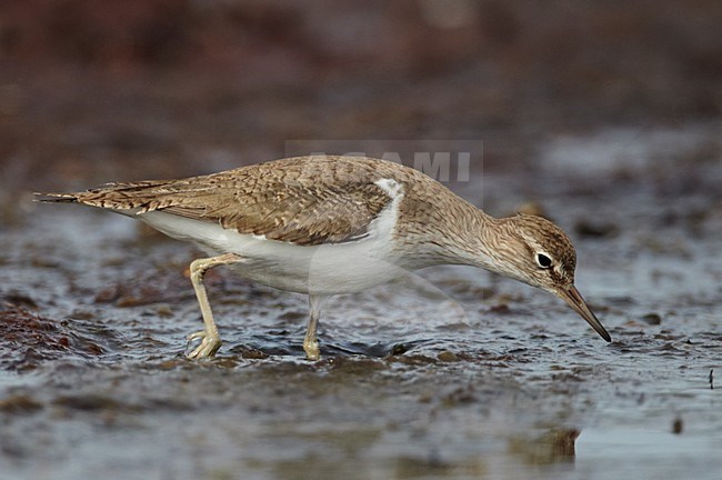 Foeragerende Oeverloper; Foraging Common Sandpiper stock-image by Agami/Markus Varesvuo,