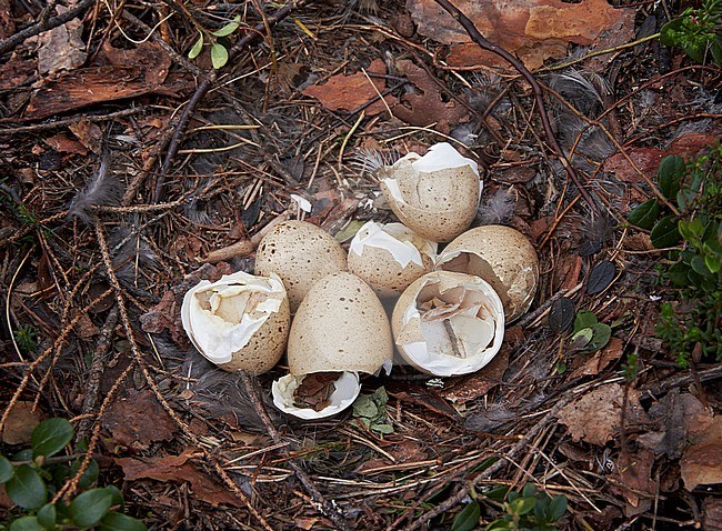 Auerhoen eieren, Western Capercaillie eggs stock-image by Agami/Markus Varesvuo,
