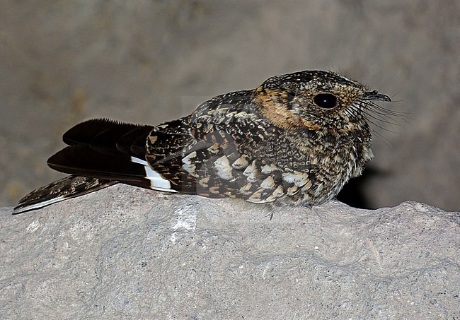 Band-winged Nightjar, Systellura longirostris, in Chile. stock-image by Agami/Dani Lopez-Velasco,