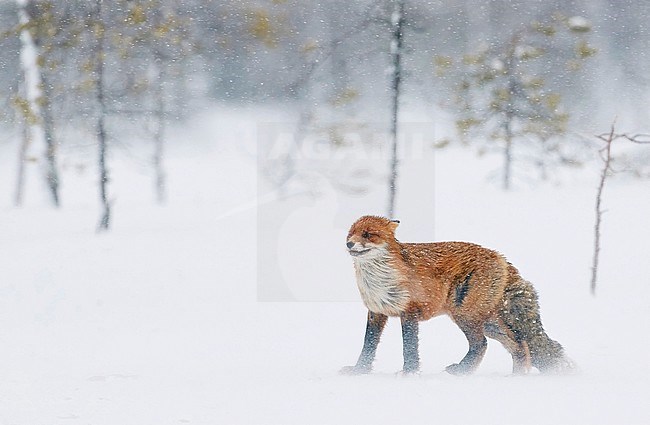 Red Fox (Vulpes vulpes) in taiga forest near Kemijärvi in Finland. stock-image by Agami/Markus Varesvuo,
