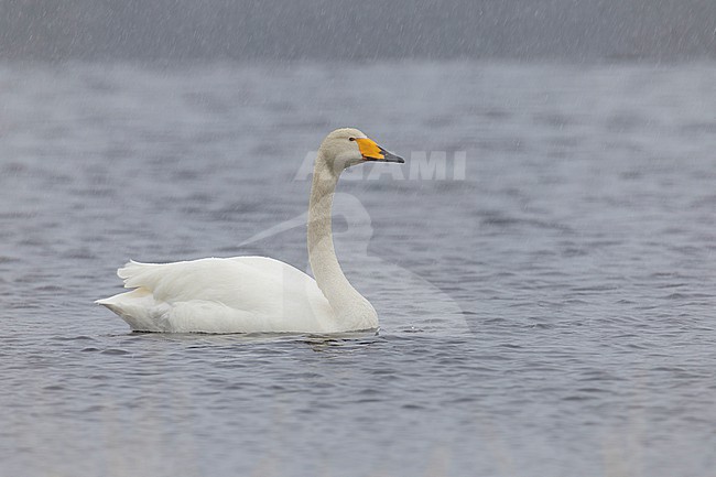 Whooper Swan (Cygnus cygnus), adult swimming in a lake, Finnmark, Norway stock-image by Agami/Saverio Gatto,