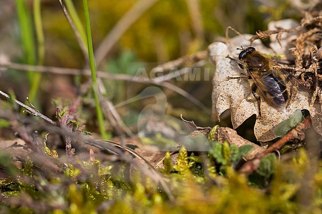 Brachypalpus valgus - Südliche Mulmschwebfliege, France (Alsace), imago stock-image by Agami/Ralph Martin,