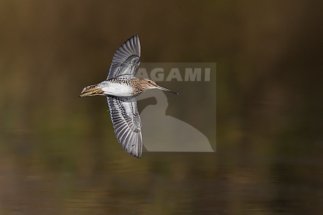 Common Snipe (Gallinago gallinago) in Italy. stock-image by Agami/Daniele Occhiato,