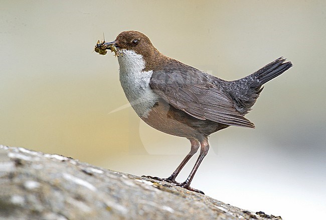 White-throated Dipper, Waterspreeuw stock-image by Agami/Alain Ghignone,