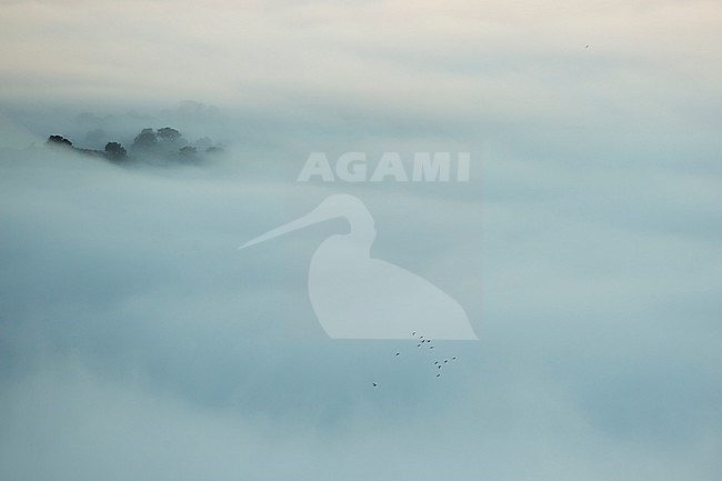 Wood Pigeon - Ringeltaube - Columba palumbus ssp. palumbus, Spain, migrating stock-image by Agami/Ralph Martin,