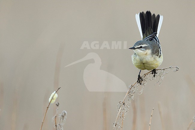 Sykes Wagtail - Schafstelze - Motacilla flava ssp. beema, Russia, adult female stock-image by Agami/Ralph Martin,