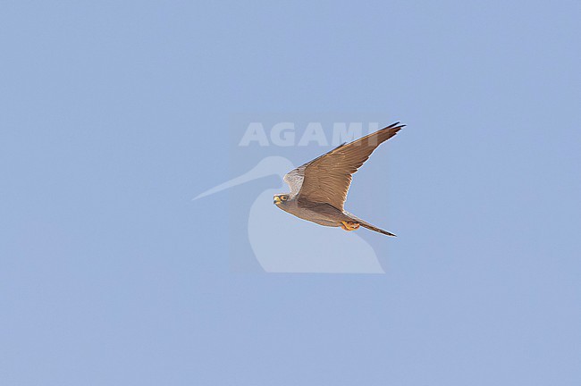 Adult Sooty Falcon (Falco concolor) in flight. stock-image by Agami/David Monticelli,