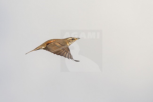 A Redwing is seen flying. stock-image by Agami/Jacob Garvelink,
