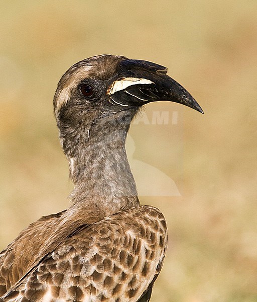 Closeup of an African Grey Hornbill (Tockus nasutus) standing on a grassfield in a safari camp in Kruger National Park in South Africa. With brown dry grass as a background. stock-image by Agami/Marc Guyt,