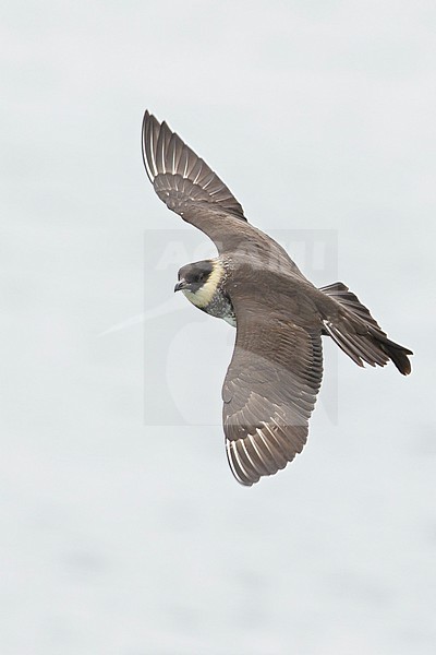 Pomarine Jaeger (Stercorarius pomarinus) flying near Nome, Alaska. stock-image by Agami/Glenn Bartley,