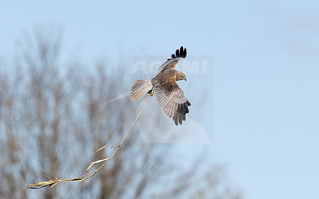 Western Marsh Harrier (Circus aeruginosus) adult male in flight with nest-material near Copenhagen, Denmark stock-image by Agami/Helge Sorensen,