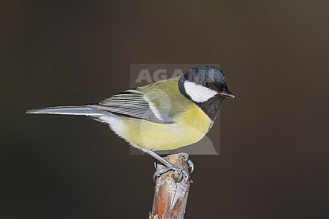 Great Tit - Kohlmeise - Parus major ssp. major, Finland, adult male stock-image by Agami/Ralph Martin,
