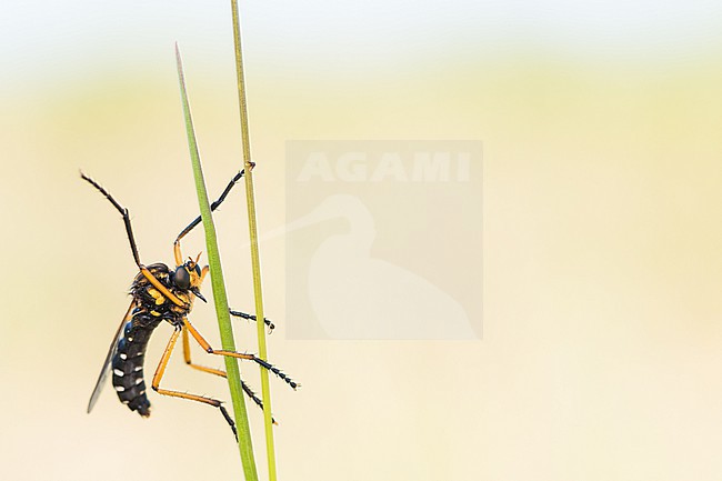 Molobratia teutonus - Kleine Wolfsfliege, Germany (Baden-Württemberg), imago stock-image by Agami/Ralph Martin,