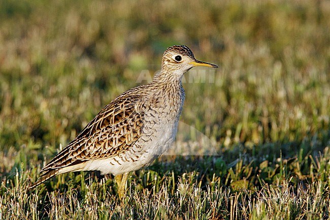 Adult breeding
Galveston Co., TX
April 2007 stock-image by Agami/Brian E Small,