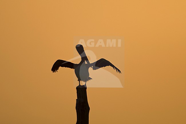 Bruine Pelikaan bij zonsondergang Mexico, Brown Pelican at sunset Mexico stock-image by Agami/Wil Leurs,