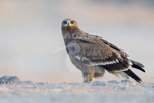 Steppe Eagle, Juvenile perched on the ground, Salalah, Dhofar, Oman (Aquila nipalensis) stock-image by Agami/Saverio Gatto,
