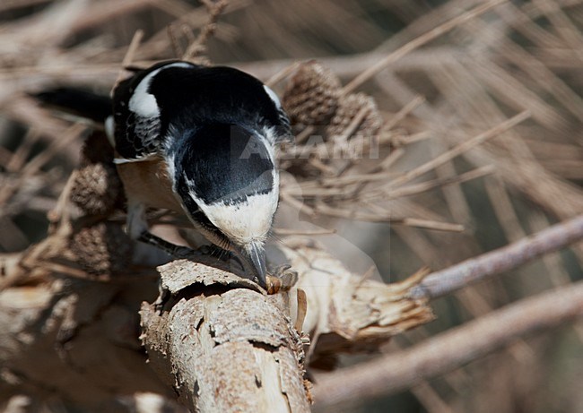 Maskerklauwier met prooi; Masked Shrike with prey stock-image by Agami/Markus Varesvuo,