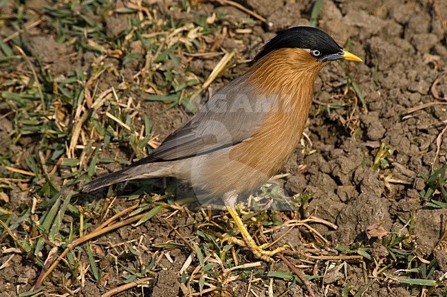 Brahminy Starling (Sturnia pagodarum) foraging on the ground stock-image by Agami/Marc Guyt,