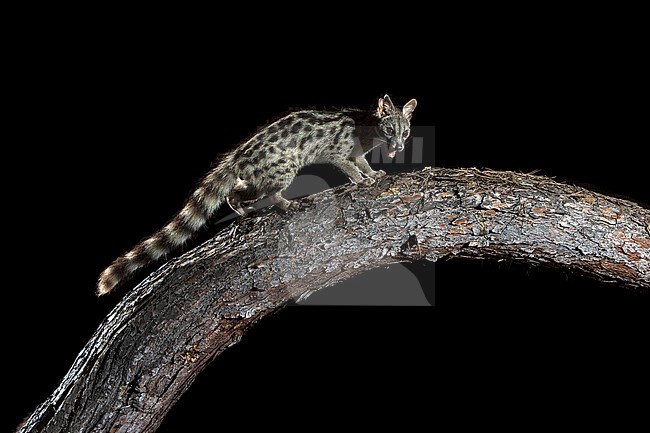 Male Common Genet sitting on a trunk in Cala Salada, San Antoni de Portimany, Ibiza, Spain. July 13, 2018. stock-image by Agami/Vincent Legrand,