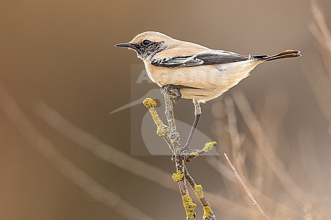  stock-image by Agami/Menno van Duijn,