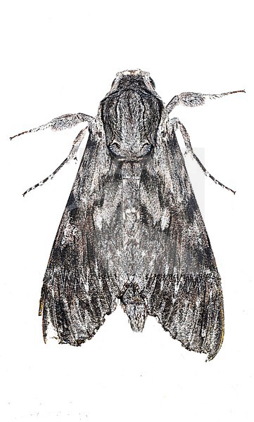 Convolvulus Hawkmoth, Agrius convolvuli stock-image by Agami/Wil Leurs,