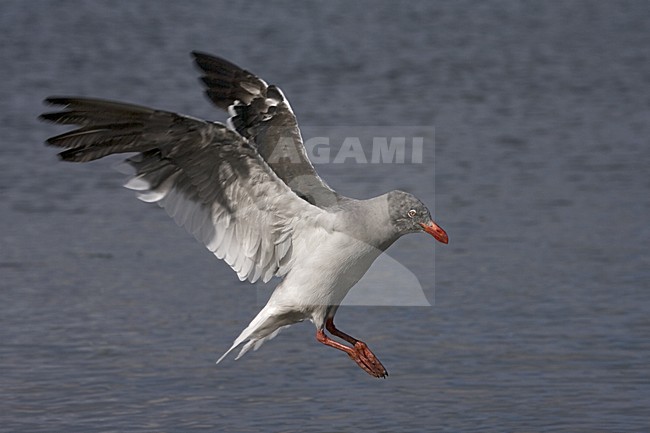 Dolphin Gull adult flying; Dolfijnmeeuw volwassen vliegend stock-image by Agami/Marc Guyt,