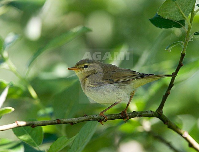 Fitis zittend op tak; Willow Warbler perched on branch stock-image by Agami/Roy de Haas,